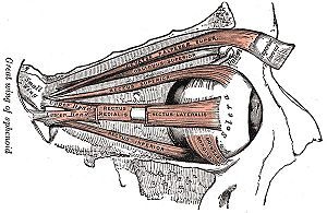 Le trésor caché derrière vos yeux