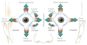 Le trésor caché derrière vos yeux